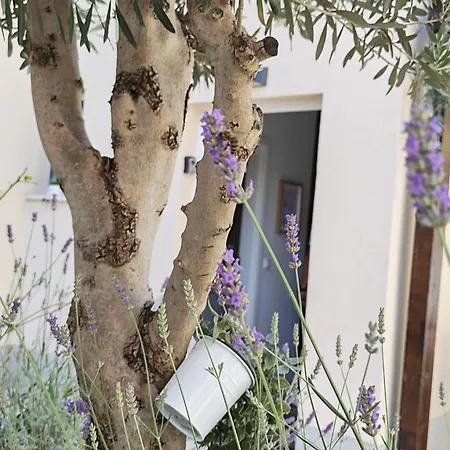 Olea Premium *